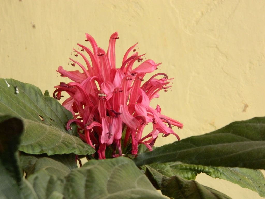 ¿Por qué despeinadas?